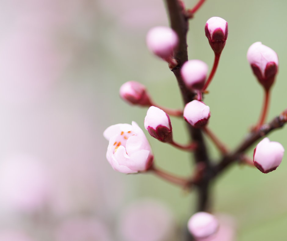How Do We Arise In Newness of Life? - Relational Gospel | Relational Gospel